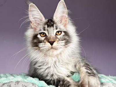 Zeusn - Maine Coon - Gallery Photo #1