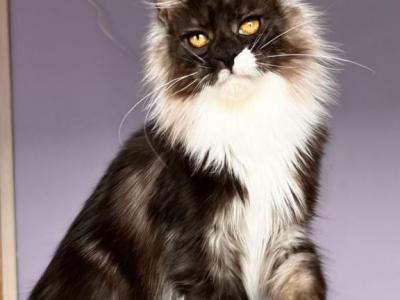 Tiffany - Maine Coon - Gallery Photo #1