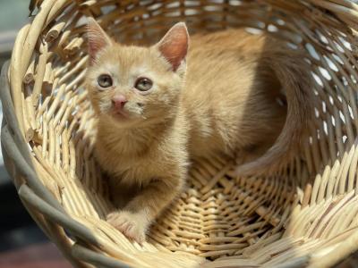 Cute Orange Kitty - American Shorthair - Gallery Photo #1