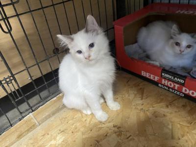 Dahlia Litter - Ragdoll - Gallery Photo #1