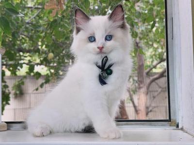 R032 - Ragdoll - Gallery Photo #1