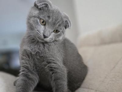 Mikey - Scottish Fold - Gallery Photo #1