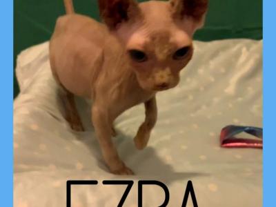 Long Leg Bambino  Ezra - Sphynx - Gallery Photo #1