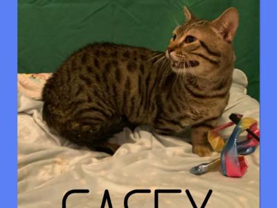 Casey - Munchkin - Gallery Photo #1