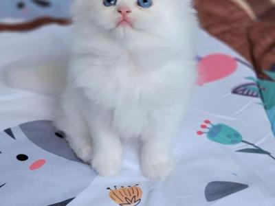 Lily - Persian - Gallery Photo #1