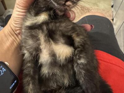 No Name Yet - American Shorthair - Gallery Photo #1