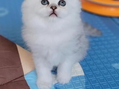 Izzy - Persian - Gallery Photo #1