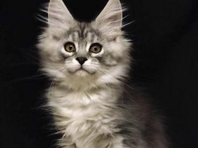 Beautiful Maincoon Girl - Maine Coon - Gallery Photo #1