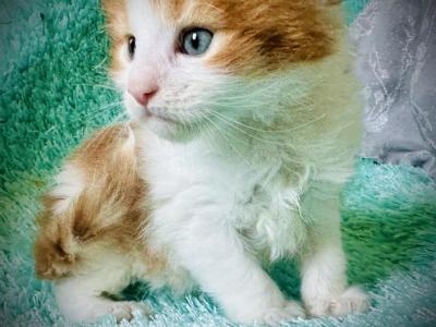 Maine Coon Kitten FEMALE Polydactyl - Maine Coon - Gallery Photo #1