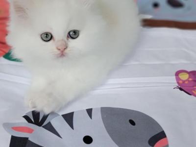 Charlie - Persian - Gallery Photo #1