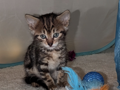 Bengal Kittens - Bengal - Gallery Photo #1