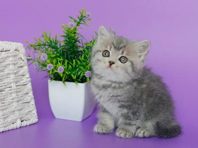 Xanita - British Shorthair - Gallery Photo #1