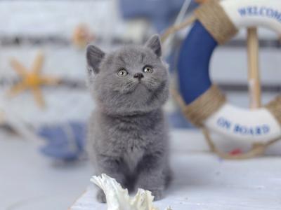 Onika - British Shorthair - Gallery Photo #1