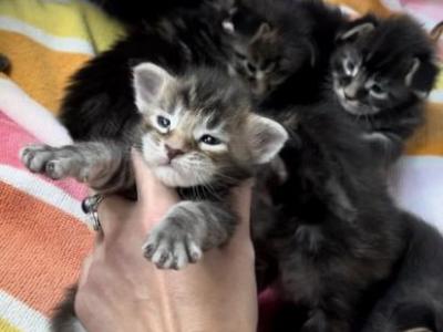 MC Babies - Maine Coon - Gallery Photo #1