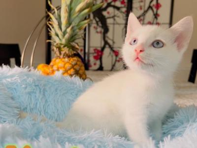 Ragamese Kittens As In Ragdoll And Siamese - Colorpoint Shorthair - Gallery Photo #1