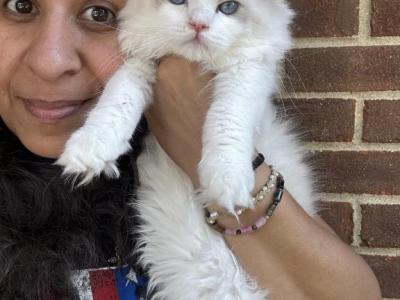 Bicolor Lavender Point Male Ragdoll Kitten - Ragdoll - Gallery Photo #1