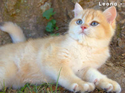 Skull And Cross Cattery - British Shorthair - Gallery Photo #1