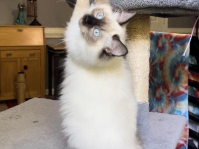 Seal Point - Ragdoll - Gallery Photo #1