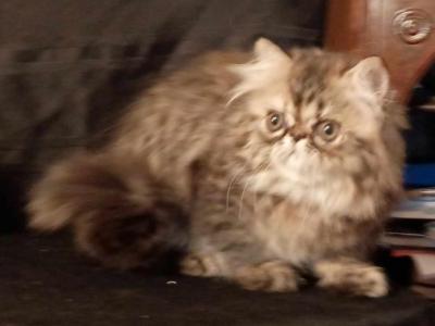 Brown And Red Patched Tabby Persian Female - Persian - Gallery Photo #1