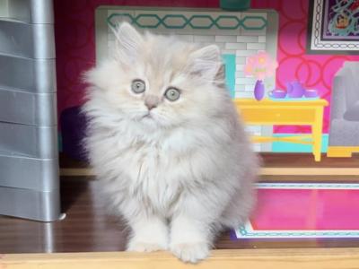 Longhair - British Shorthair - Gallery Photo #1