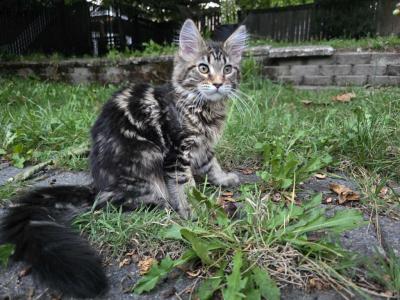 Alfa Maine Coon Female - Maine Coon - Gallery Photo #1