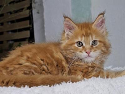 Yason Maine Coon Male - Maine Coon - Gallery Photo #1