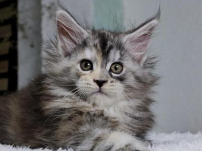 Zhasmin Maine Coon Female - Maine Coon - Gallery Photo #1