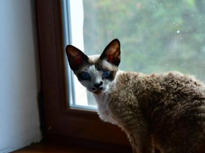 EVA - Devon Rex - Gallery Photo #1