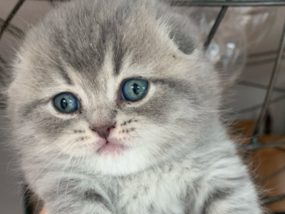 Luka - Scottish Fold - Gallery Photo #1