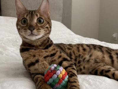 Maya - Bengal - Gallery Photo #1