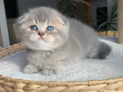 Limpo - Scottish Fold - Gallery Photo #1