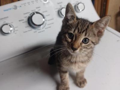 Savannah Kitten Male 8 Weeks - Savannah - Gallery Photo #1