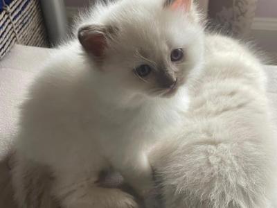 Nimbus - Ragdoll - Gallery Photo #1