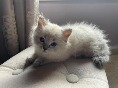 Mila - Ragdoll - Gallery Photo #1