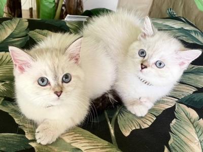 Scottish Straight Shorthair Color Point With Blue - Scottish Fold - Gallery Photo #1