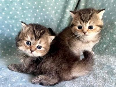 British Dark Golden Sisters - British Shorthair - Gallery Photo #1