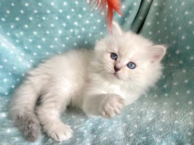 Ragdoll Female - Ragdoll - Gallery Photo #1