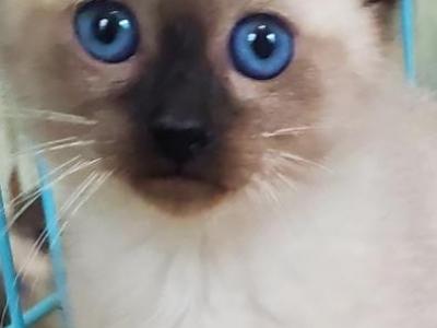 Siamese Kitten's Ready Now - Siamese - Gallery Photo #1