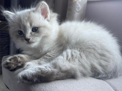 Milo - Ragdoll - Gallery Photo #1