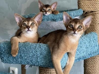 Aby Kittens - Abyssinian - Gallery Photo #1