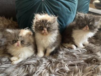 Flower Babies - Persian - Gallery Photo #1