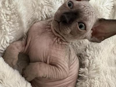 Rufus - Sphynx - Gallery Photo #1