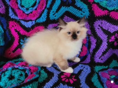 Oopa Loopa's Seal Mitted Boy - Ragdoll - Gallery Photo #1