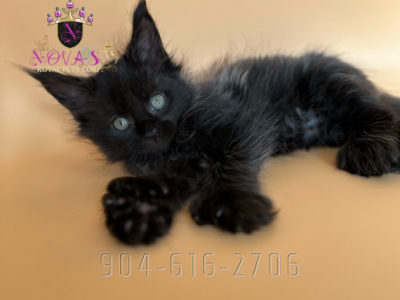 Polydactyl Kittens - Maine Coon - Gallery Photo #1