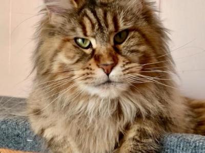 Litter F - Maine Coon - Gallery Photo #1