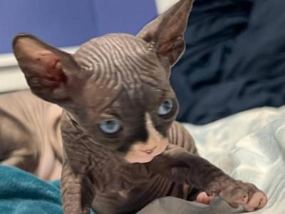 Keanu - Sphynx - Gallery Photo #1