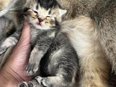 Golden Chinchilla - British Shorthair - Gallery Photo #1