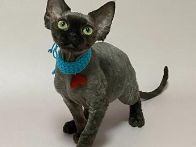 Leon - Devon Rex - Gallery Photo #1