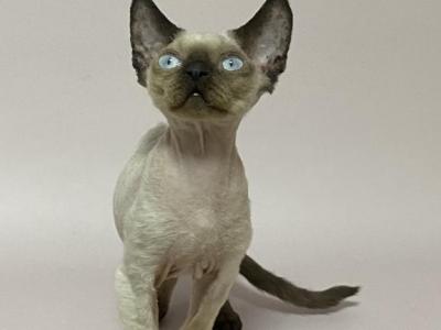 Misha - Devon Rex - Gallery Photo #1