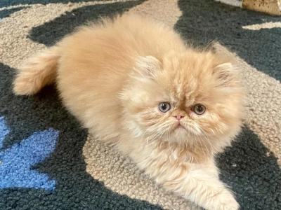 Buttercup - Persian - Gallery Photo #1